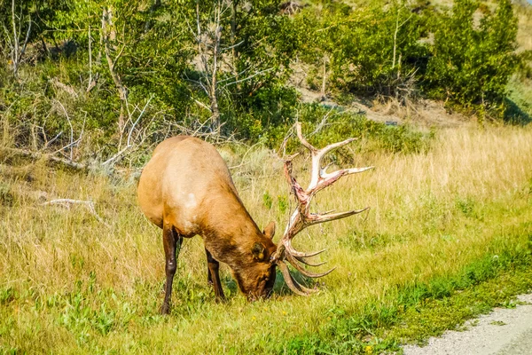 HDR Canadian Deer — Stock Photo, Image