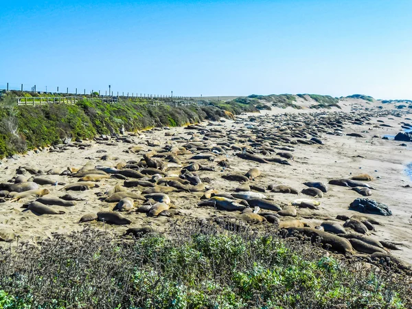 HDR Elephant seals colony — Stock Photo, Image