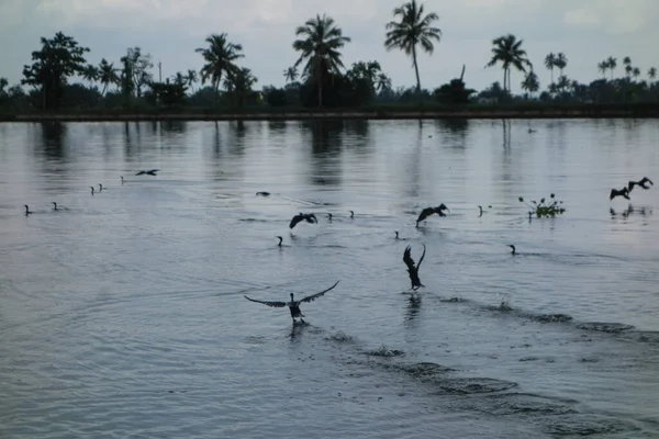 Hindistan, Kerala 'daki tuzlu su gölleri, göller, kanallar ve nehirlerden oluşan durgun bir ağ.