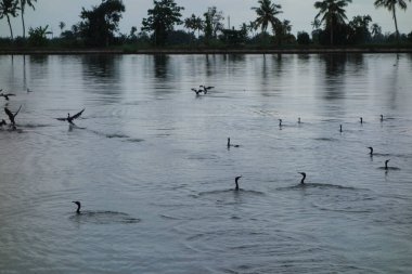 Hindistan, Kerala 'daki tuzlu su gölleri, göller, kanallar ve nehirlerden oluşan durgun bir ağ.