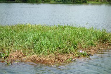 Hindistan, Kerala 'daki tuzlu su gölleri, göller, kanallar ve nehirlerden oluşan durgun bir ağ.