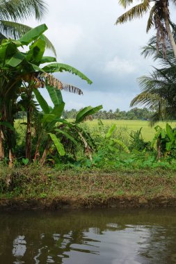 Hindistan, Kerala 'daki tuzlu su gölleri, göller, kanallar ve nehirlerden oluşan durgun bir ağ.