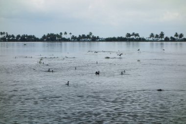 Hindistan, Kerala 'daki tuzlu su gölleri, göller, kanallar ve nehirlerden oluşan durgun bir ağ.