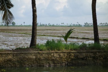 Hindistan, Kerala 'daki tuzlu su gölleri, göller, kanallar ve nehirlerden oluşan durgun bir ağ.