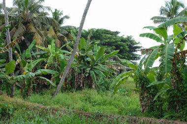 Hindistan, Kerala 'daki tuzlu su gölleri, göller, kanallar ve nehirlerden oluşan durgun bir ağ.