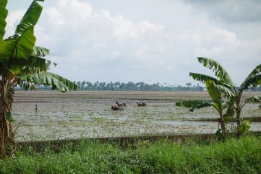 Hindistan, Kerala 'daki tuzlu su gölleri, göller, kanallar ve nehirlerden oluşan durgun bir ağ.