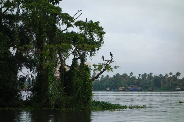 Backwater Síť Brackish Laguny Jezera Kanály Řeky Kerala Indie — Stock fotografie