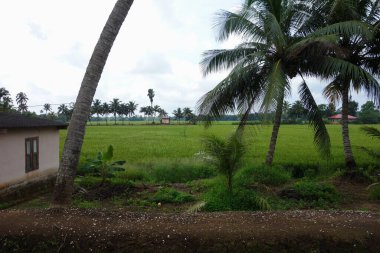 Hindistan, Kerala 'daki tuzlu su gölleri, göller, kanallar ve nehirlerden oluşan durgun bir ağ.