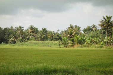 Hindistan, Kerala 'daki tuzlu su gölleri, göller, kanallar ve nehirlerden oluşan durgun bir ağ.