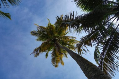 Mavi gökyüzü üzerinde palmiye ağacı (bilimsel sınıflandırma Arecaceae)