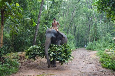 KERALA, Hindistan - CIRCA ECTOBER 2017: Abhayaranyam Hayvanat Bahçesindeki filler