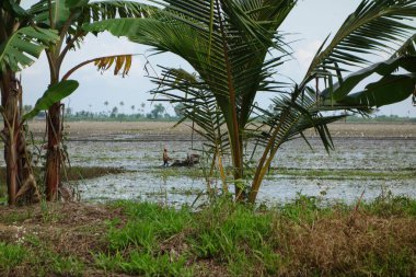 KERALA, Hindistan - CIRCA ECTOBER 2017: Tuzlu su gölleri, göller, kanallar ve nehirlerden oluşan durgun bir ağ