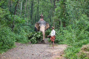 KERALA, Hindistan - CIRCA ECTOBER 2017: Abhayaranyam Hayvanat Bahçesindeki filler