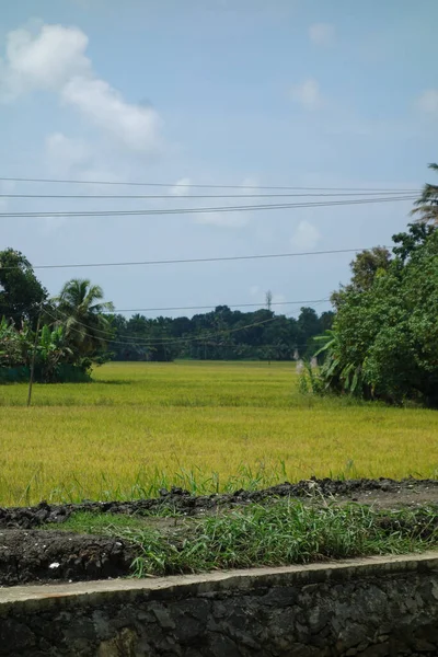 Réseau Lagunes Saumâtres Lacs Canaux Rivières Kerala Inde — Photo