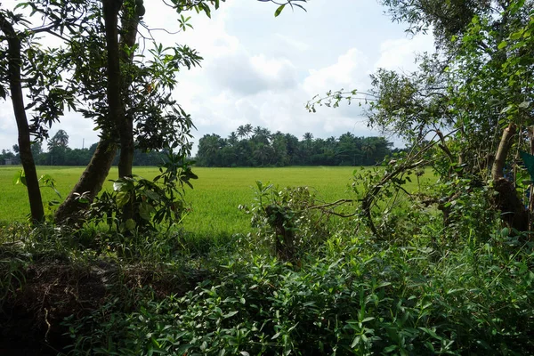 Rete Lagune Laghi Canali Fiumi Salmastri Kerala India — Foto Stock