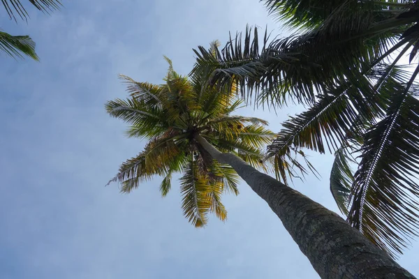 Palmboom Wetenschappelijke Classificatie Arecaceae Boven Blauwe Lucht — Stockfoto