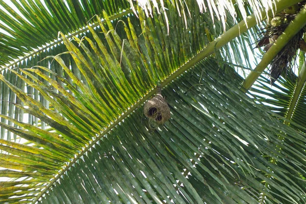 Palmy Vědecká Klasifikace Arecaceae Listy Zblízka Hnízdem — Stock fotografie