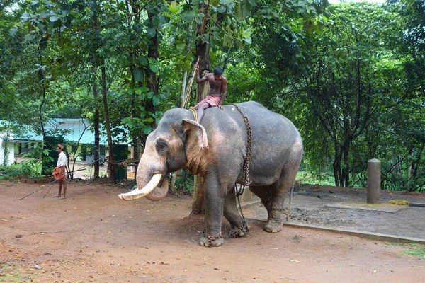 Kerala India Circa October 2017 Elephants Abhayaranyam Zoo — 스톡 사진