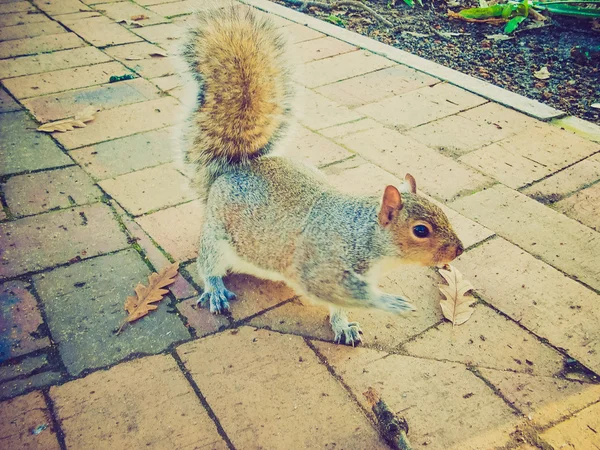 Retro look Squirrel — Stock Photo, Image