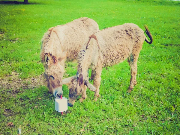 Retro look Donkey ass — Stock Photo, Image