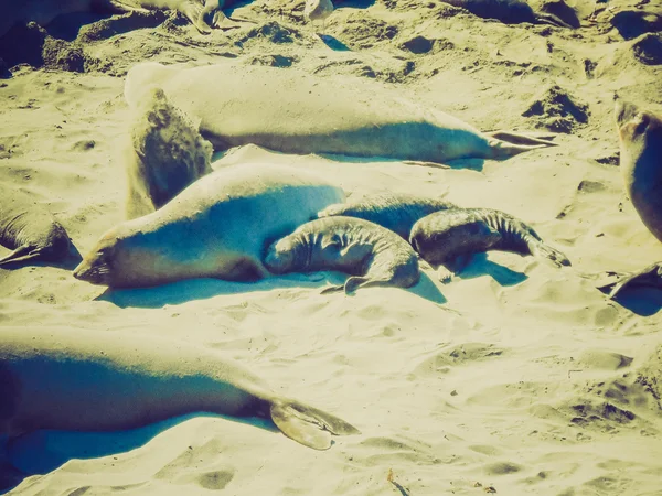 Retro look Elephant seals colony — Stock Photo, Image