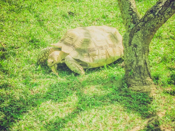 Retro görünüm kaplumbağa — Stok fotoğraf