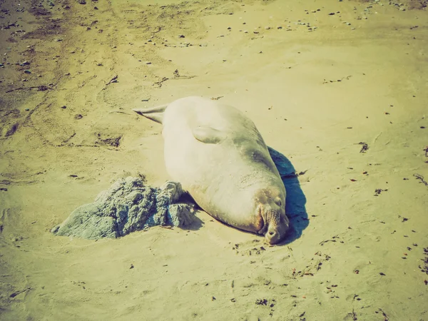 Retro look Elephant seals colony — Stock Photo, Image