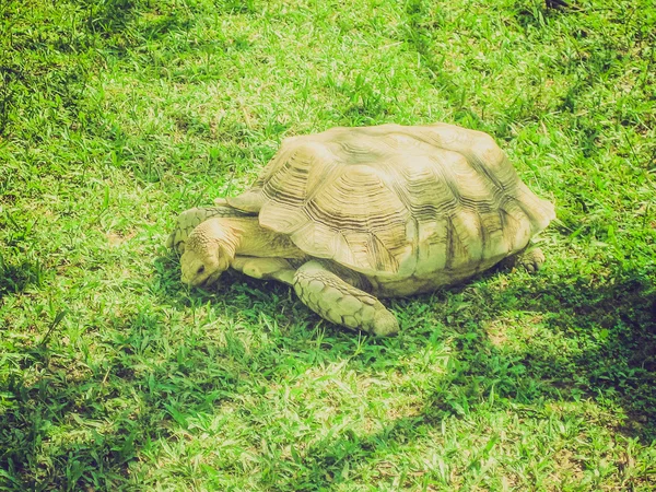 Schildkröte im Retro-Look — Stockfoto