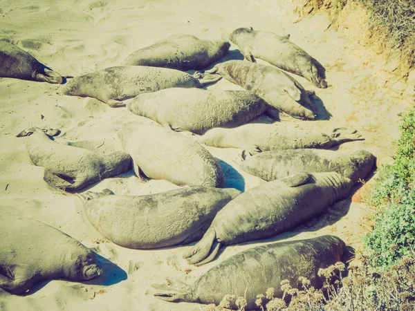 Retro look Elephant seals colony — Stock Photo, Image