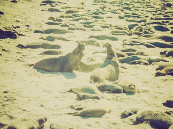 Retro look Elephant seals colony — Stock Photo, Image