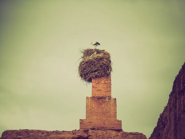 Retro-look ooievaar op el badi-paleis — Stockfoto