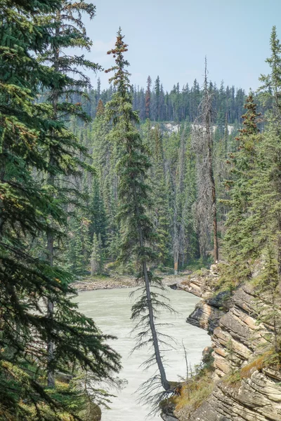 Alberta Athabasca-vízesés — Stock Fotó