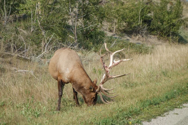 Canadian Deer — Stock Photo, Image