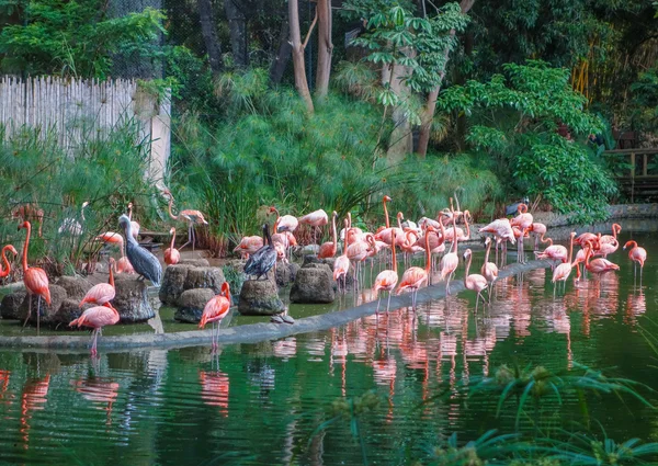 Oiseaux flamants dans un étang — Photo