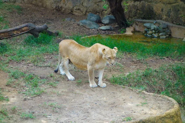 Animal leoa — Fotografia de Stock