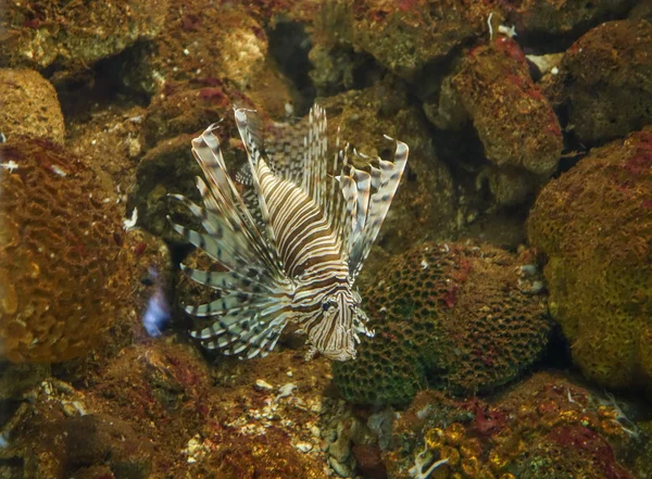 Peixe-leão — Fotografia de Stock