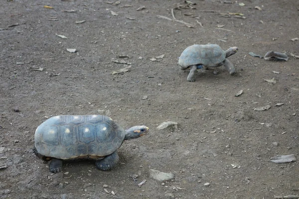 Schildkrötenreptil — Stockfoto