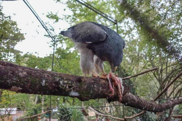 Eagle bird — Stock Photo, Image