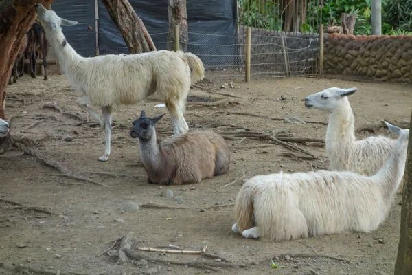 Lama djur — Stockfoto