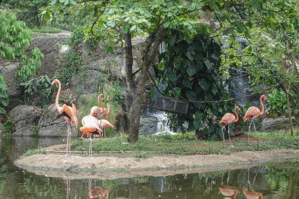 Flamant rose dans un étang — Photo