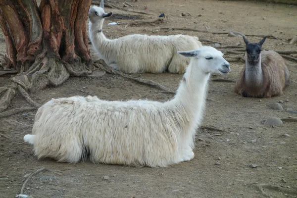 Llama animal — Stock Photo, Image