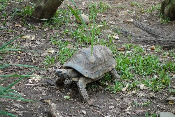 Schildpad reptiel — Stockfoto