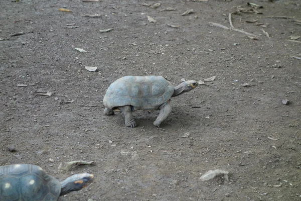 Żółw gad — Zdjęcie stockowe