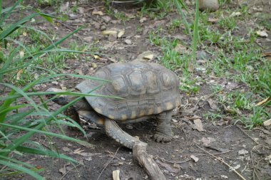 Kaplumbağa sürüngen