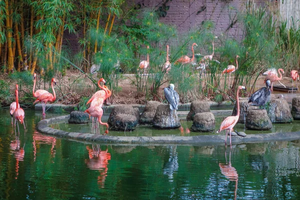 Aves de flamenco en un estanque — Foto de Stock