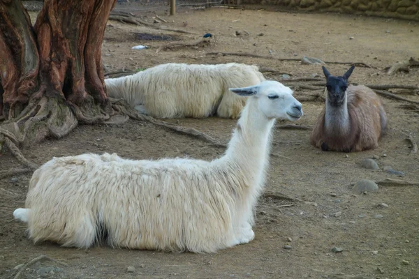 Lama dier — Stockfoto