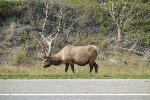 Canadian Deer — Stock Photo, Image