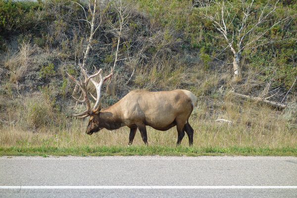 Canadian Deer