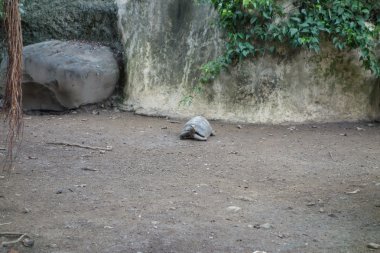 Kaplumbağa sürüngen