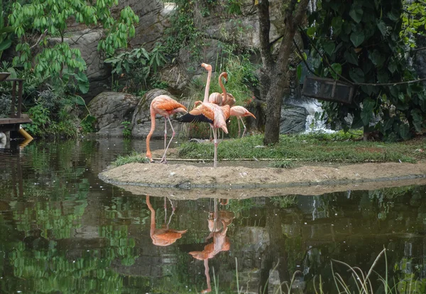 Flamant rose dans un étang — Photo